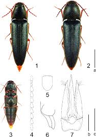 Attēlu rezultāti vaicājumam “Ampedus sp.”