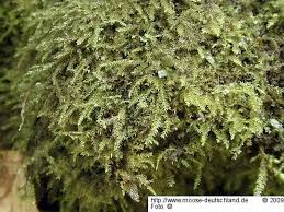 Attēlu rezultāti vaicājumam “Oxyrrhynchium hians var. rigidum”