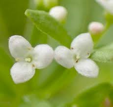 Attēlu rezultāti vaicājumam “Galium trifidum”