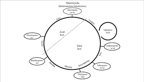 Attēlu rezultāti vaicājumam “Melampsora magnusiana”
