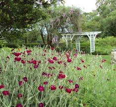 Image result for Lychnis coronaria alba