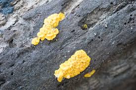 Attēlu rezultāti vaicājumam “Bisporella citrina”