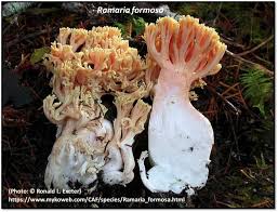 Attēlu rezultāti vaicājumam “Ramaria formosa”