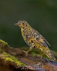 Image result for Zoothera dauma