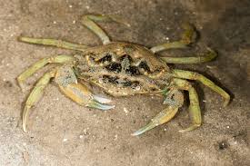Image result for Carcinus maenas
