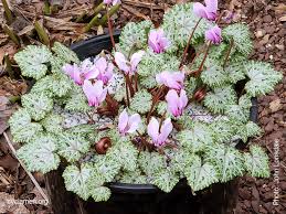Attēlu rezultāti vaicājumam “Cyclamen hederifolium”
