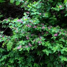 Attēlu rezultāti vaicājumam “Lonicera tatarica leaf”