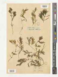 Attēlu rezultāti vaicājumam “Najas major leaf”