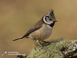 Attēlu rezultāti vaicājumam “Lophophanes cristatus”