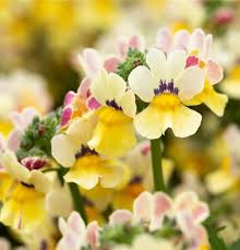 Image result for Elfenspiegel