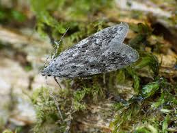 Attēlu rezultāti vaicājumam “Carpatolechia proximella”