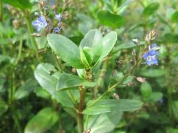 Attēlu rezultāti vaicājumam “Veronica beccabunga bud”