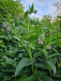 Attēlu rezultāti vaicājumam “Symphytum asperum leaf”