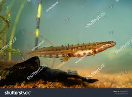 Attēlu rezultāti vaicājumam “Triturus vulgaris male”