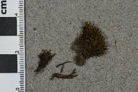 Attēlu rezultāti vaicājumam “Schistidium robustum”