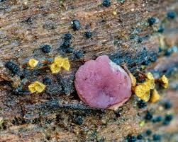 Attēlu rezultāti vaicājumam “Hemitrichia leiotricha stalked”