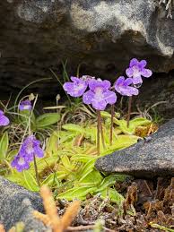 Attēlu rezultāti vaicājumam “Pinguicula vulgaris”