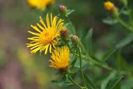 Attēlu rezultāti vaicājumam “Inula salicina leaf”