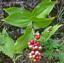 Attēlu rezultāti vaicājumam “Maianthemum bifolium fruit”