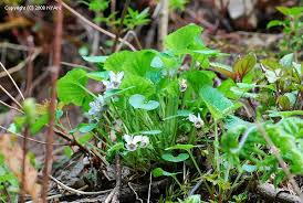 Attēlu rezultāti vaicājumam “Viola collina leaf”