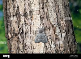 Attēlu rezultāti vaicājumam “Catocala pacta”