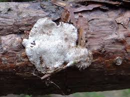 Attēlu rezultāti vaicājumam “Ceriporia purpurea”