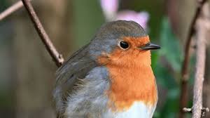 Attēlu rezultāti vaicājumam “Erithacus rubecula adult”