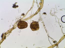 Attēlu rezultāti vaicājumam “Pohlia”