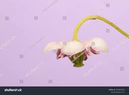 Attēlu rezultāti vaicājumam “Chimaphila umbellata bud”