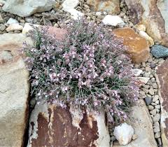Attēlu rezultāti vaicājumam “Astragalus arenarius flower”