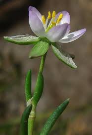 Attēlu rezultāti vaicājumam “Spergularia marina bud”