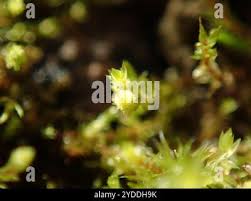 Attēlu rezultāti vaicājumam “Pohlia annotina”