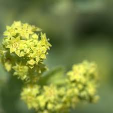 Attēlu rezultāti vaicājumam “Alchemilla subcrenata  flower”