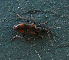 Attēlu rezultāti vaicājumam “Anthicidae”