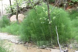 Attēlu rezultāti vaicājumam “Equisetum telmateia”