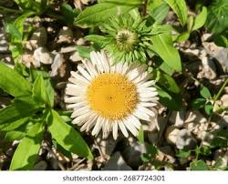 Attēlu rezultāti vaicājumam “Inula salicina flower”