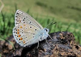 Attēlu rezultāti vaicājumam “Polyommatus icarus male”