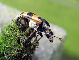 Attēlu rezultāti vaicājumam “Nicrophorus vespillo”