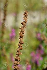 Attēlu rezultāti vaicājumam “Lythrum salicaria fruit”