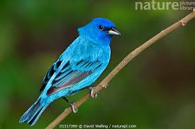 Image result for Passerina cyanea