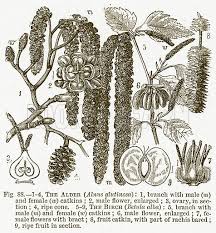 Attēlu rezultāti vaicājumam “Alnus glutinosa female flower”