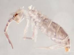 Attēlu rezultāti vaicājumam “Orchesella sp.”