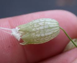 Attēlu rezultāti vaicājumam “Silene vulgaris bud”