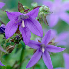 Image result for Campanula affinis