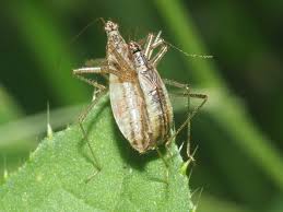 Attēlu rezultāti vaicājumam “Nabis limbatus”