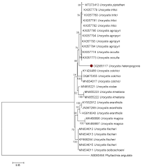 Attēlu rezultāti vaicājumam “Urocystis anemones spores”