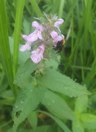Attēlu rezultāti vaicājumam “Stachys palustris flower”