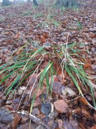 Attēlu rezultāti vaicājumam “Festuca altissima”