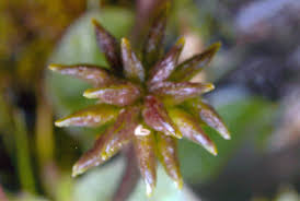 Attēlu rezultāti vaicājumam “Caltha palustris fruit”