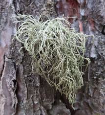 Attēlu rezultāti vaicājumam “Usnea hirta”